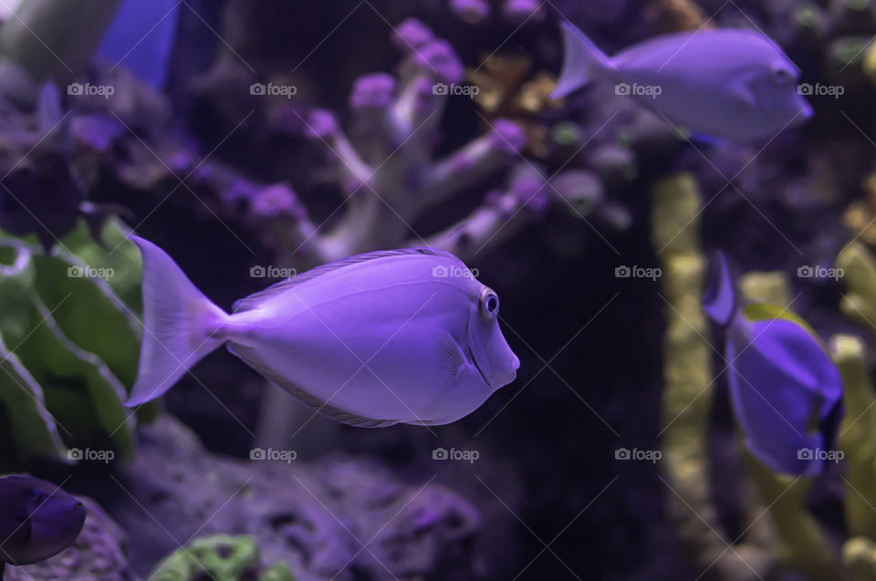 Colorful fish in the sea background the coral , Thailand.