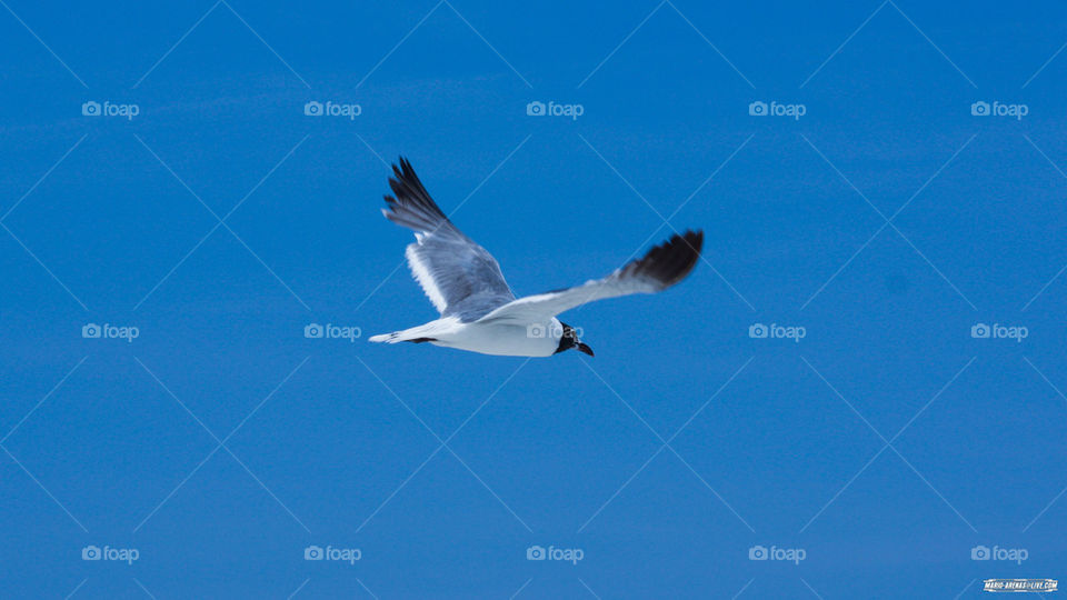 White Seagull