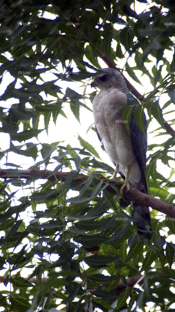 Eagles are rare sight to behold from close and that's make them special.