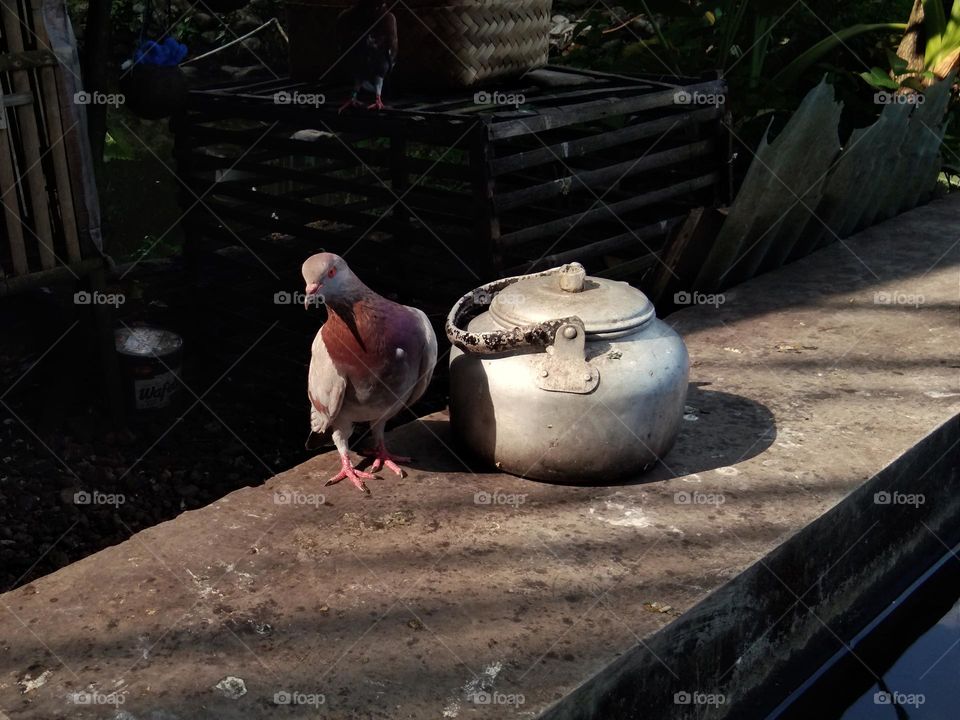 pigeon and kettle