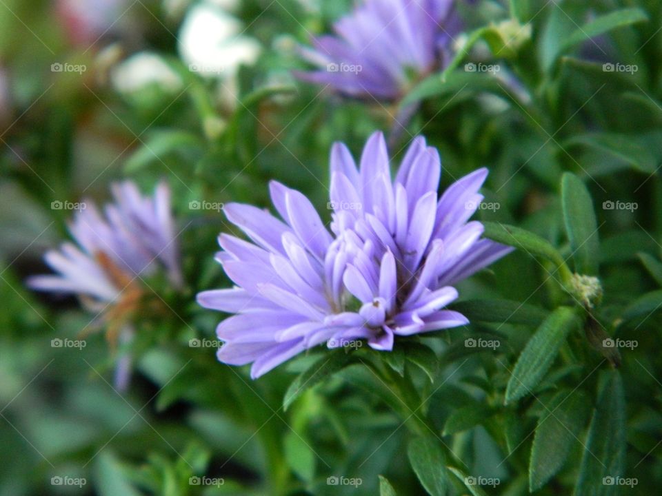 delicate purple flowers