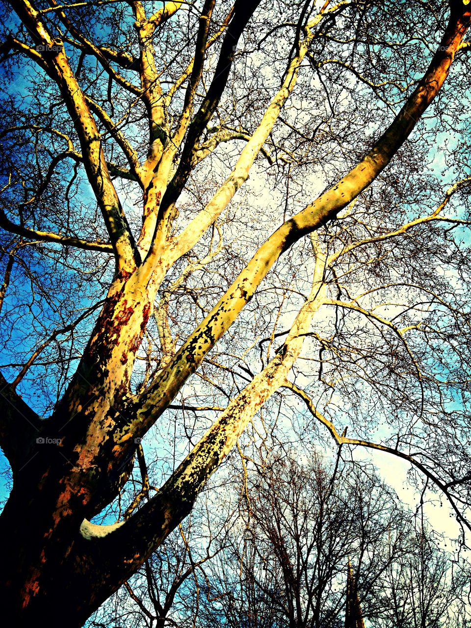 Sunny Sycamore. Sun hitting sycamore tree