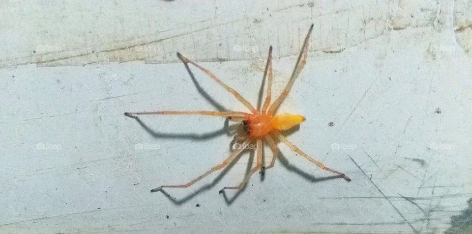 small spider