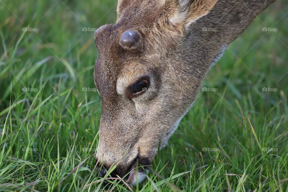 Head of a male fawn, closeup 