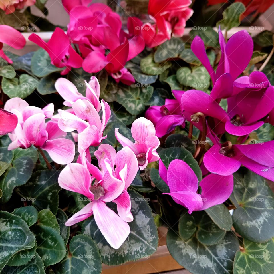 the flowers are wonderful