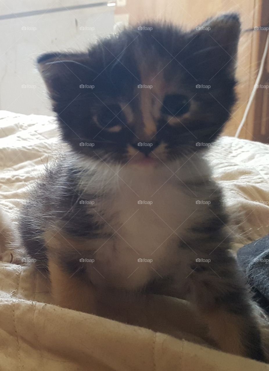 Calico Kitten sitting on bed.