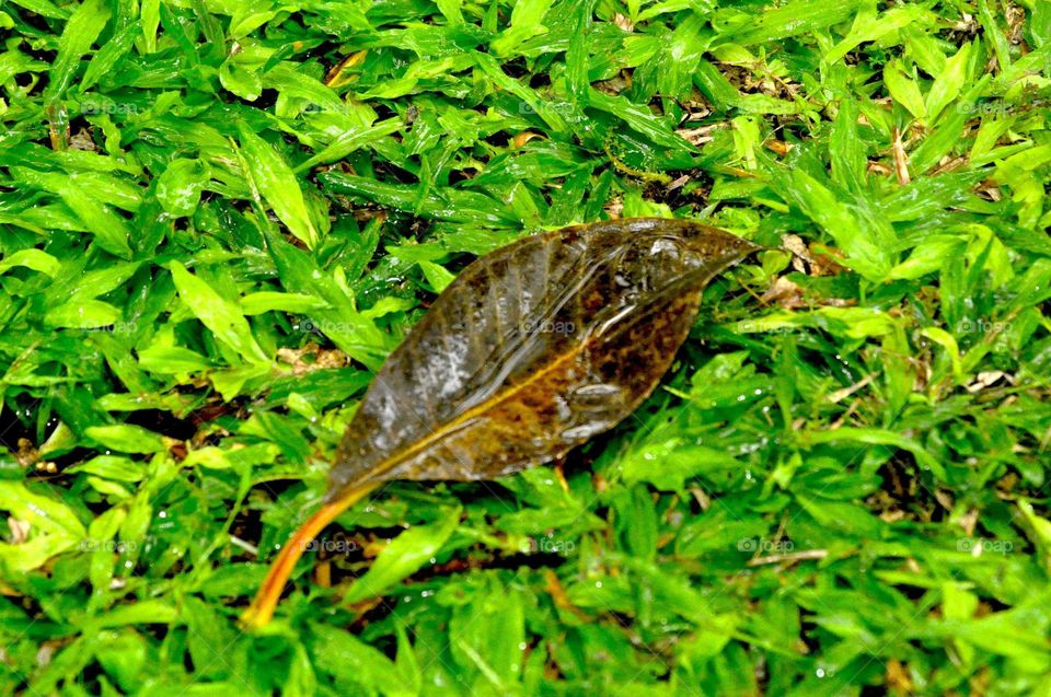 --Dry leaf under the rain....