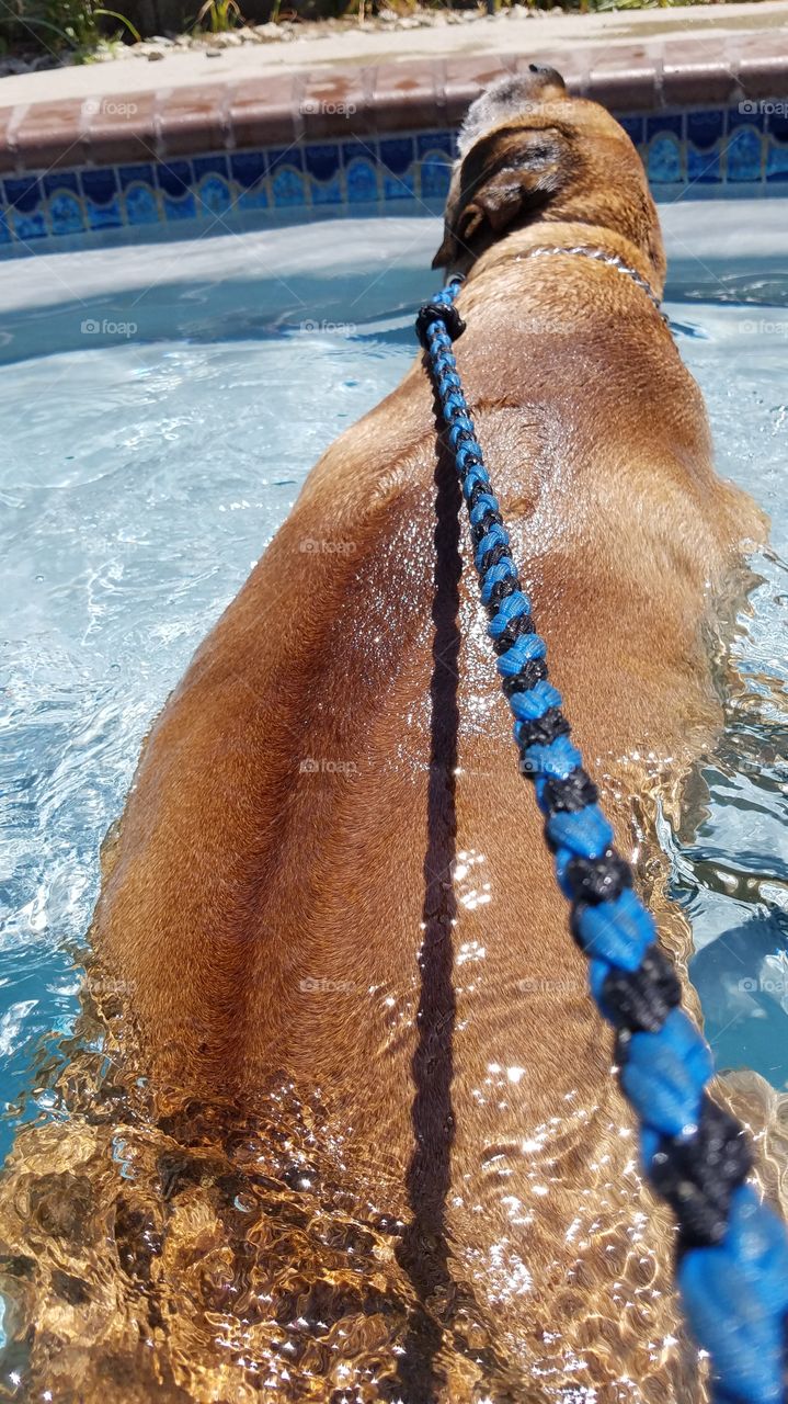 swimming with the pack