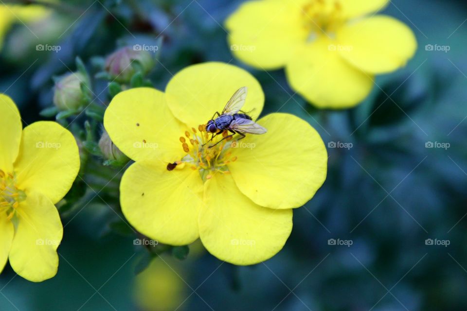 Natures black and yellow