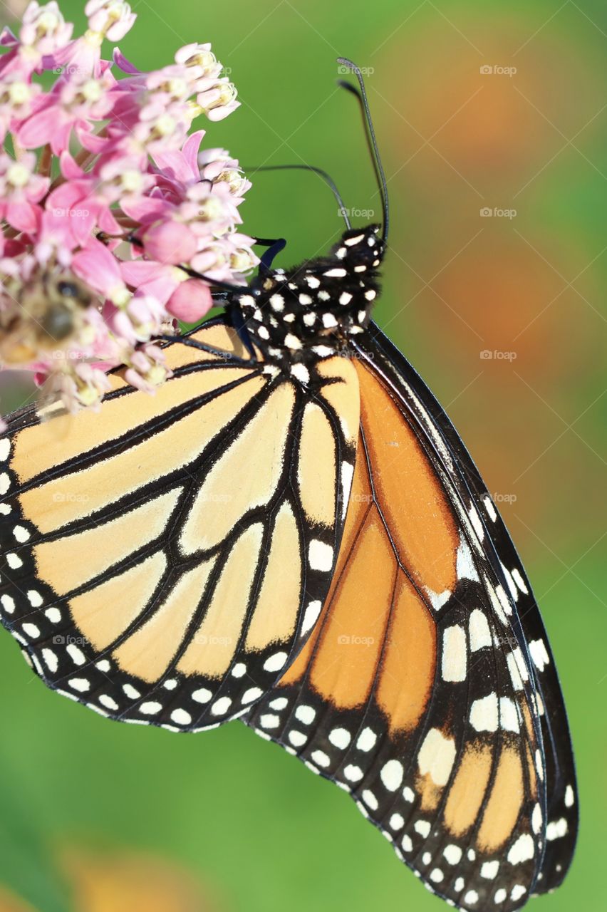 Monarch butterfly on a flower 