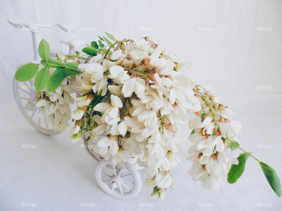 toy decorated bicycle with acacia flowers on a white background