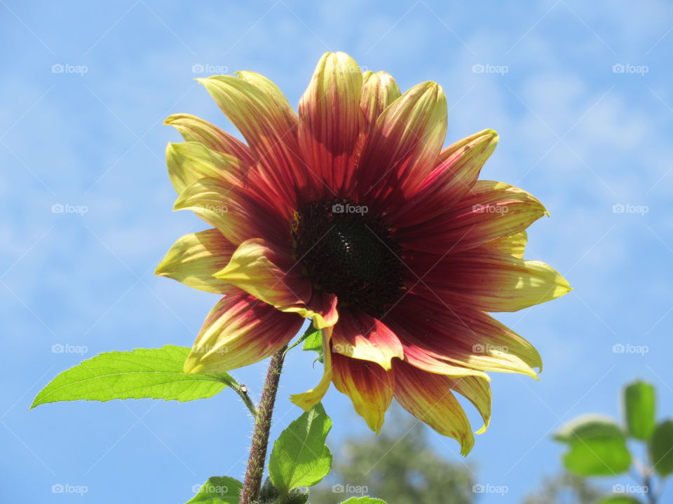 Sunflower against blue sky blooming in the summer sunshine🌻☀️