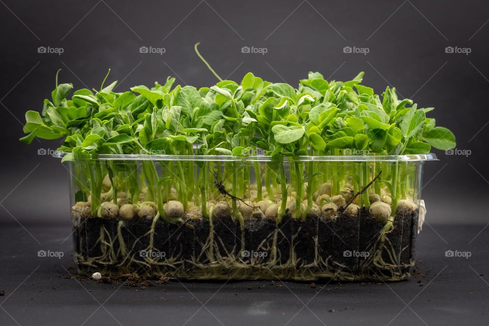 microgreen pies