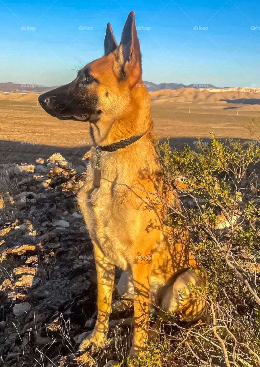 A Malinoisx dog named Isla sitting regally in a Nevada desert .