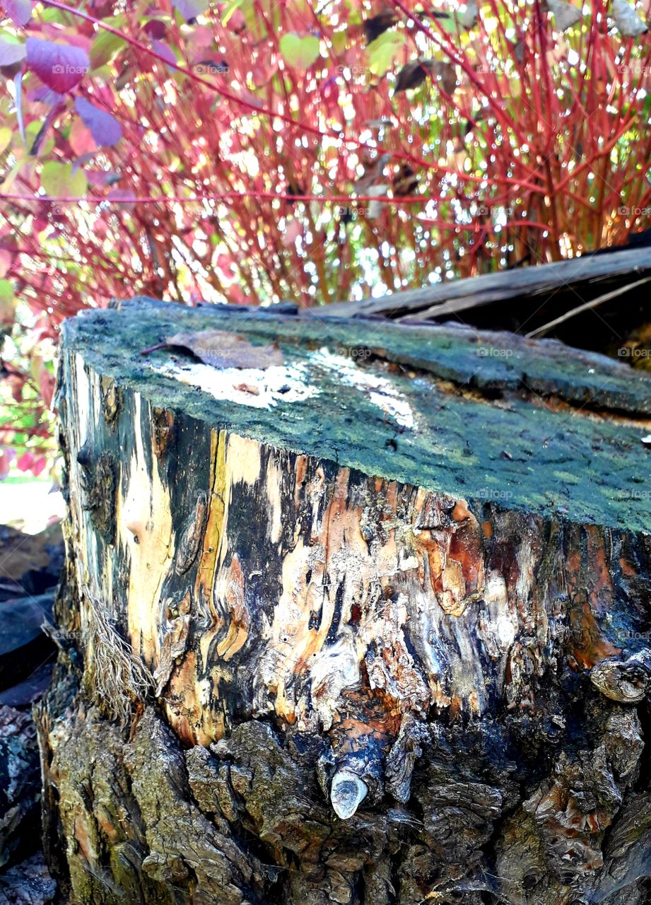 wheather bitten stump of an old willow with dogwood  in the background