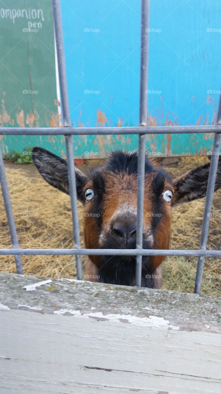 Goat says hi