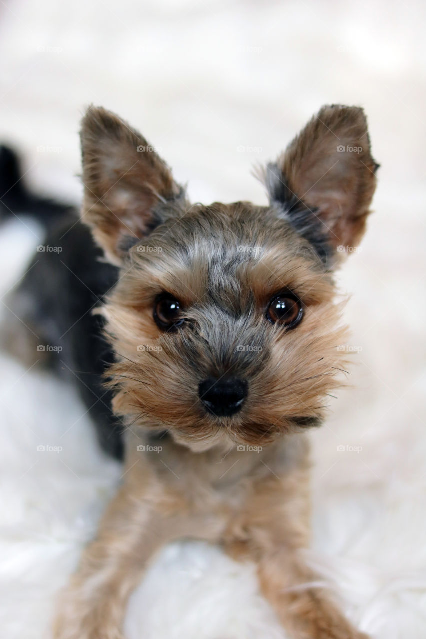 yorkie Dog