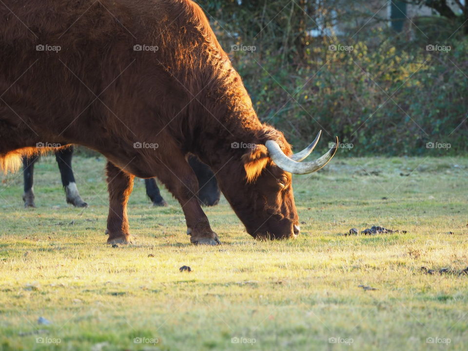 Highland cow grazing in the New Forest