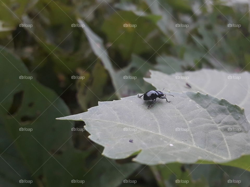 besouro em folha