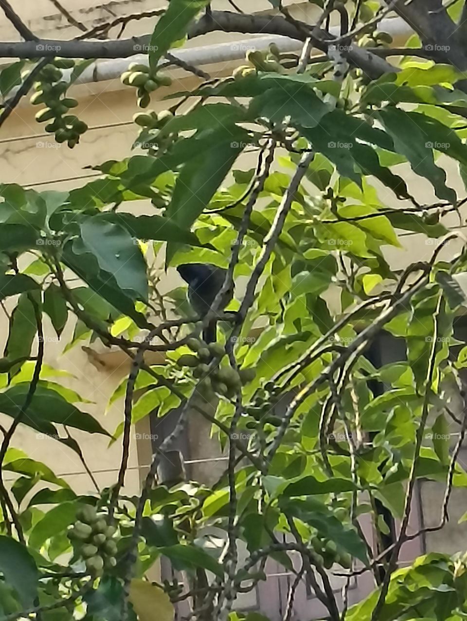 A Preaching behaviour of red tail bird