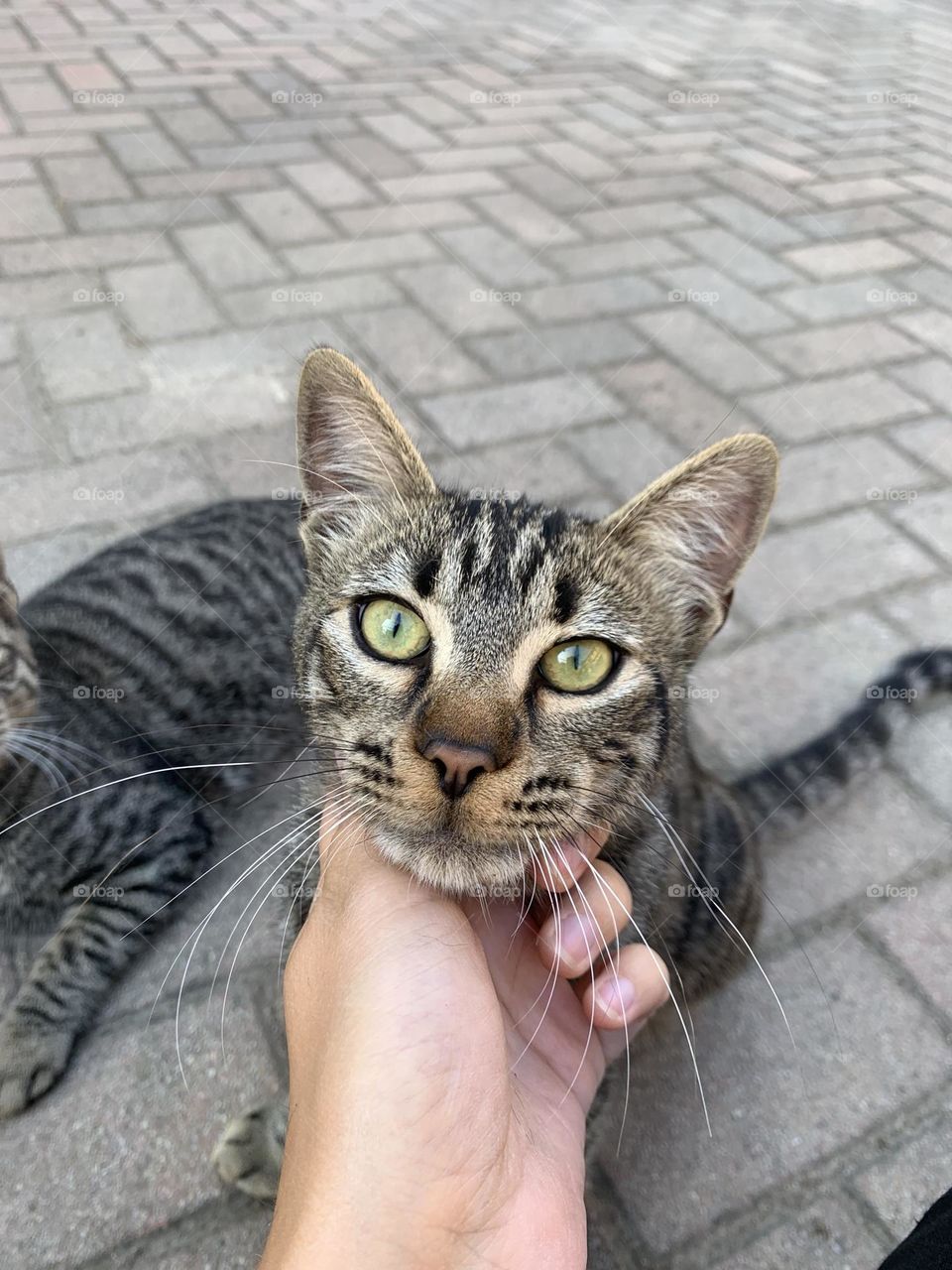 Green eyes puppy