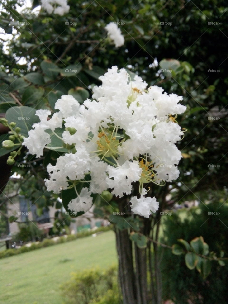 flower,white flower photo,lovely white flower,A great photo,a photo for everyone,a memorable photo,a no. photo,a cherished photo,a beautiful photo,a great photo for the best people,a sample of beautiful photography