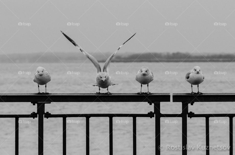 Birds