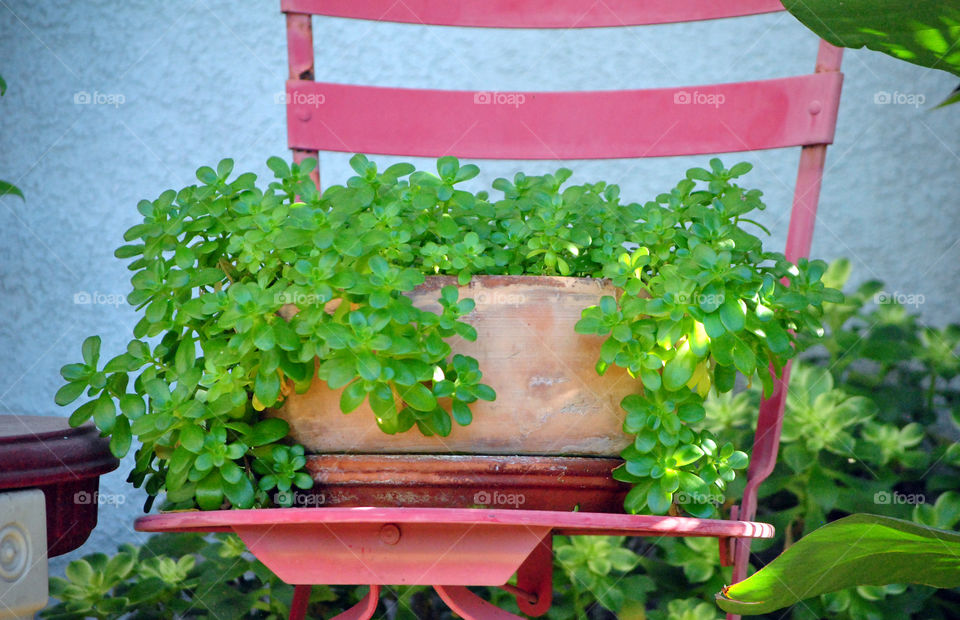 succulent in pot