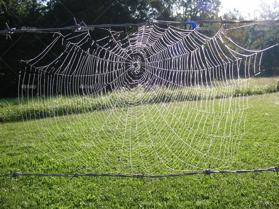 Spider web with early morning dew. 