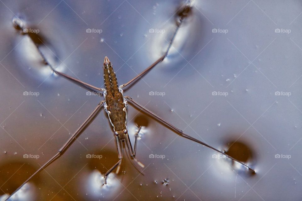 Close-up of a Water Strider in a River 