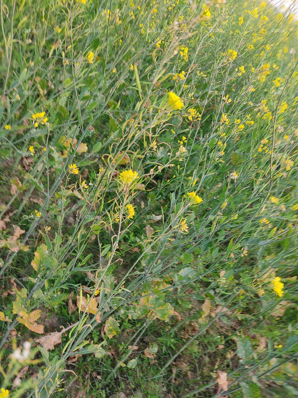 😘🟡 mustard flowers.