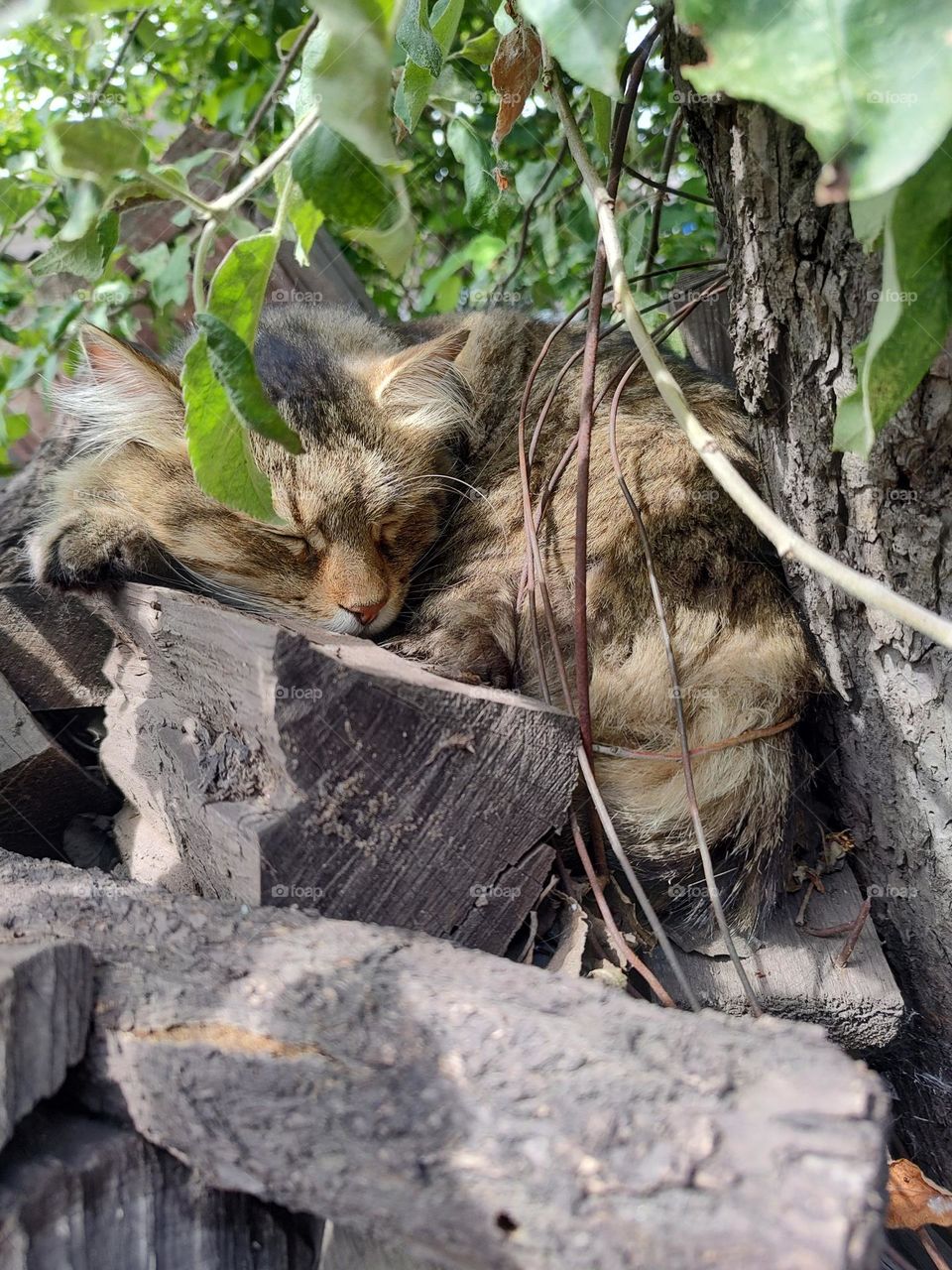 cat, cat on wood, cat sleeping, sleeping cat, norwegian forest, sleeping on a tree.
