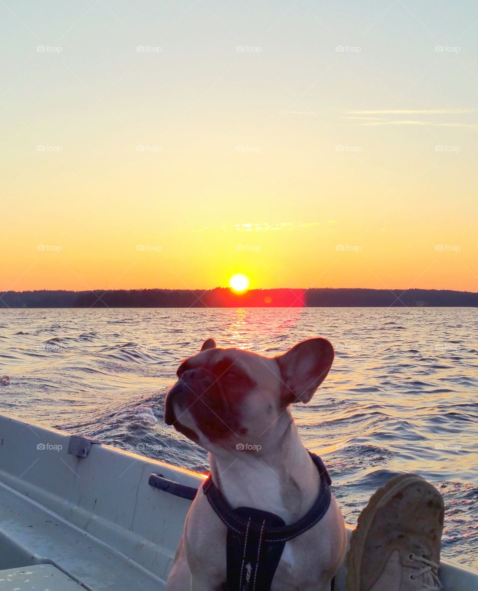 Dog sitting on boat