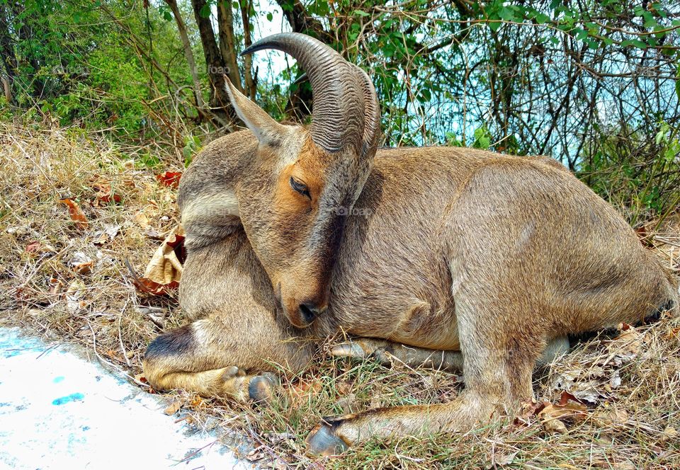 NILGIRI TAHR RESTING ON THE ROADSIDES