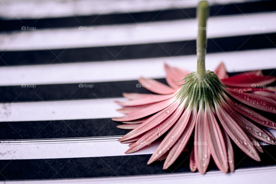 Gerbera
