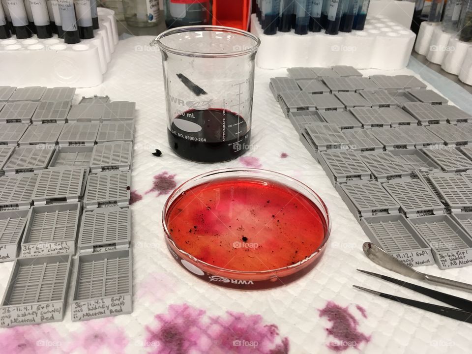 A science experiment happening in a lab with red dye, test tubes, and plastic cassettes that are organized for the next step