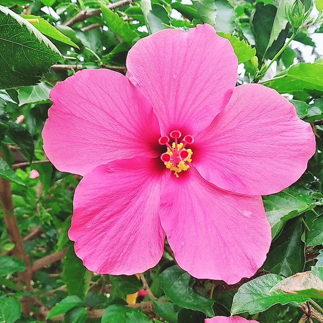 Pink flower plants