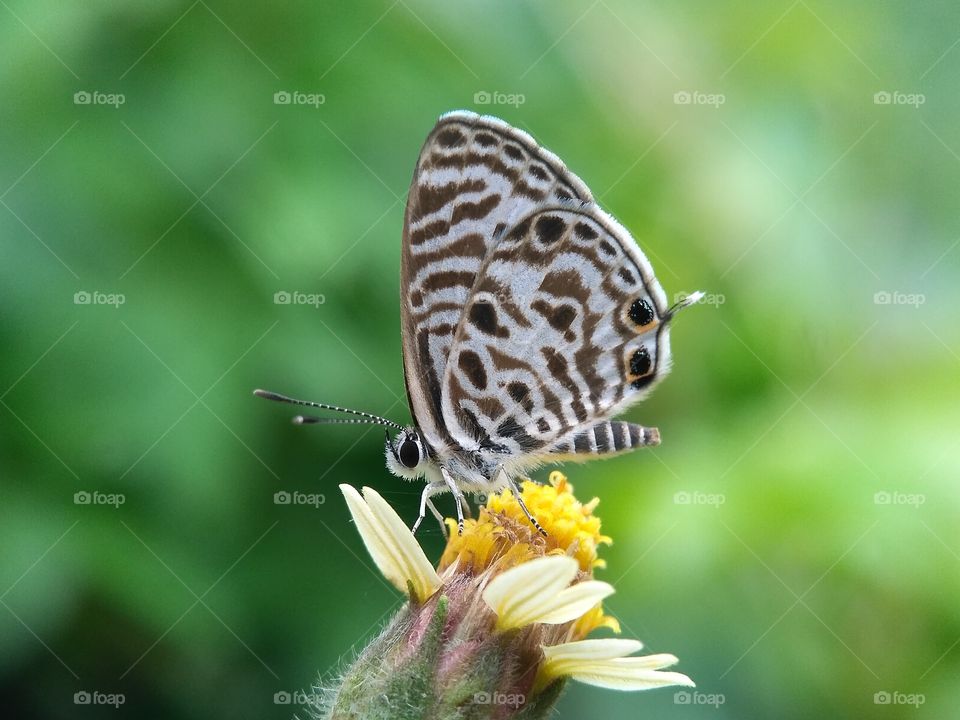mini butterfly