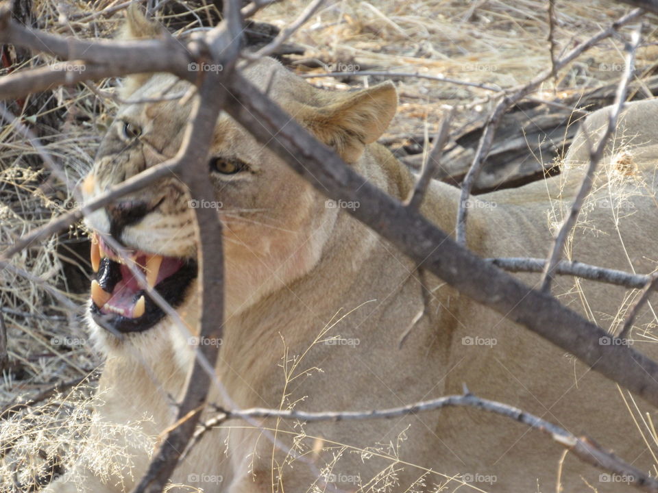 Lioness yawn