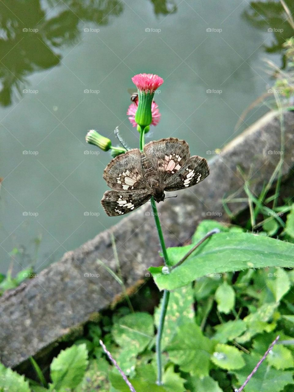 Borboleta tons pasteis combinando com os arredores.