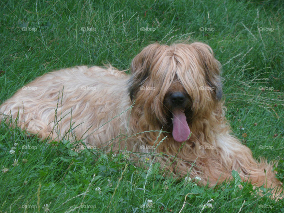 Briard in France Cannelle