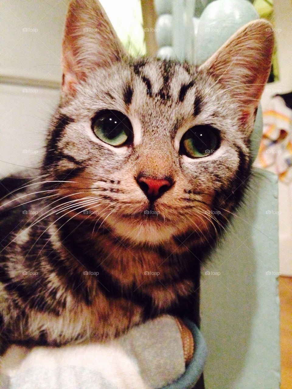 Green eye stripey cat / kitten