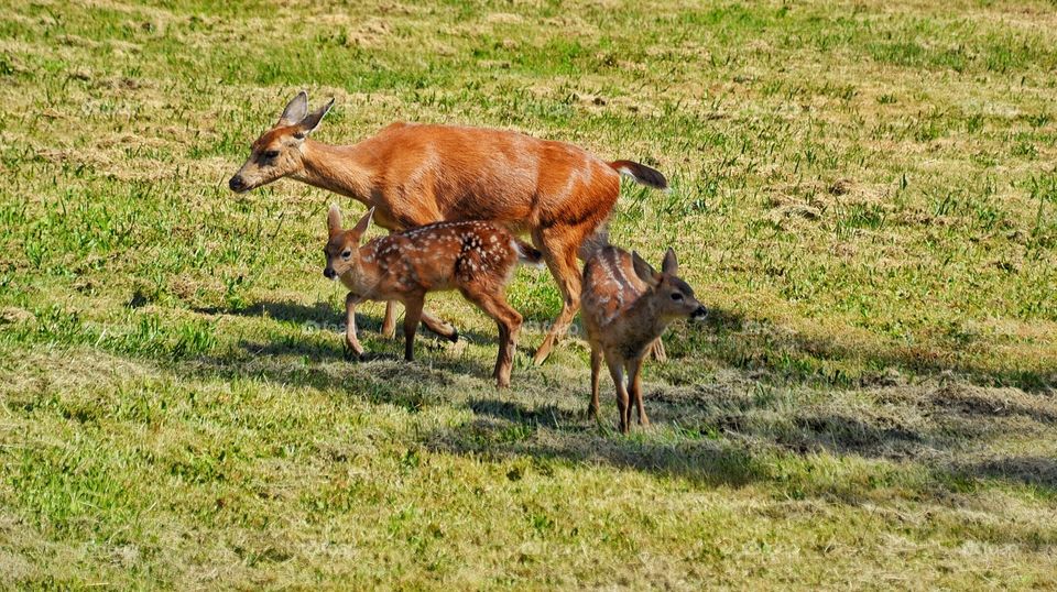 Doe and fawns