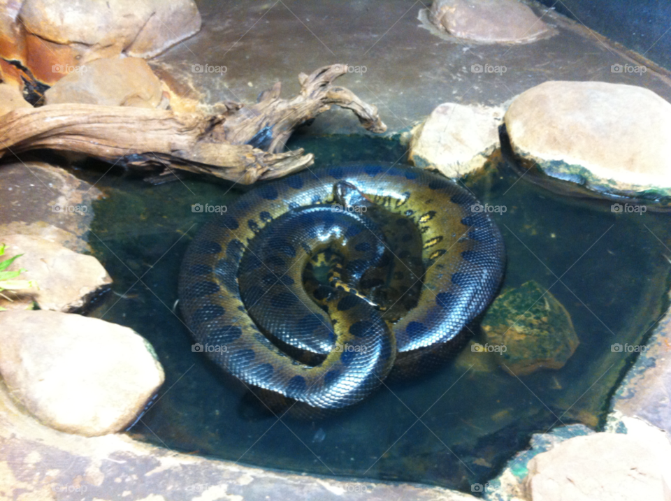 zoo snake pennsylvania reptile land by levan21