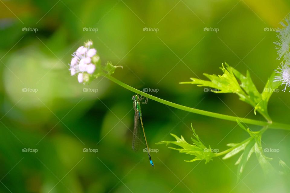 A damselfly with flowers