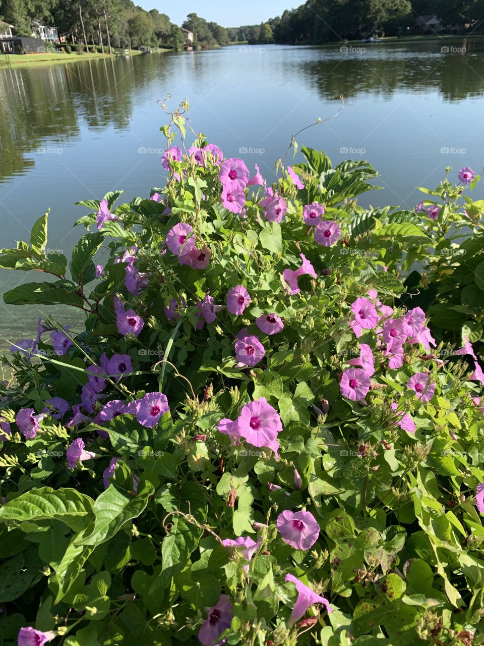 Pink Morning Glory flowers at full bloom by the water