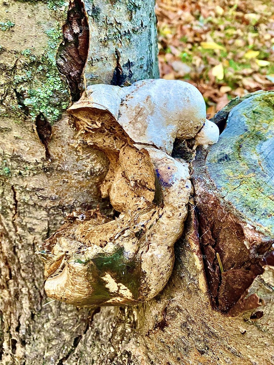 Broken Mushroom doesn't give up