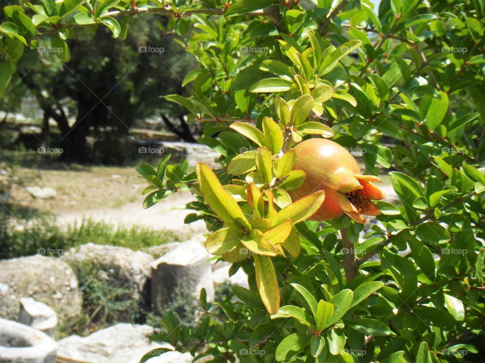 Fresh pomegranate growing on the tree in Athens 