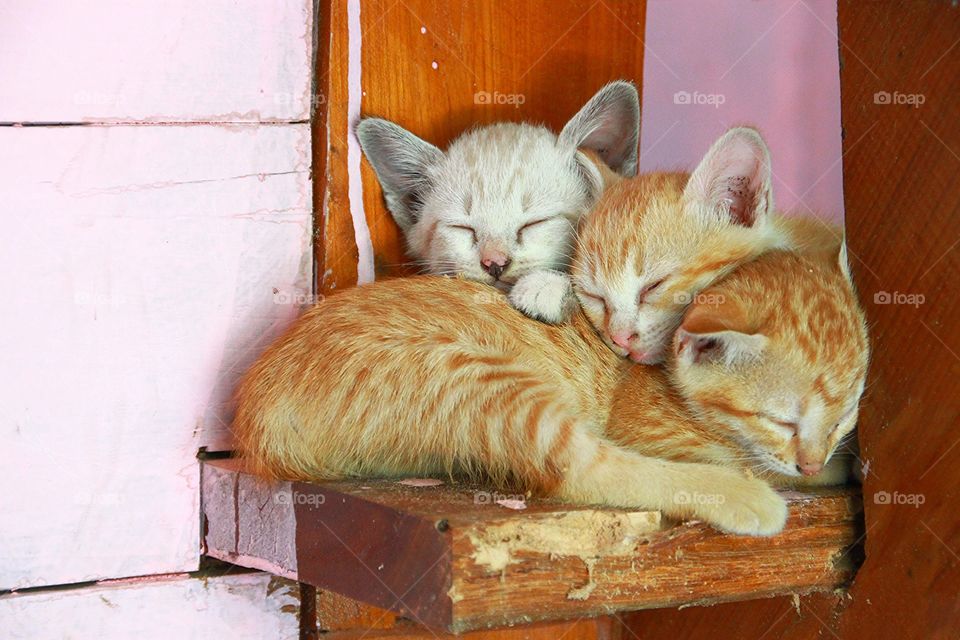 Three adorable kittens sleeping.