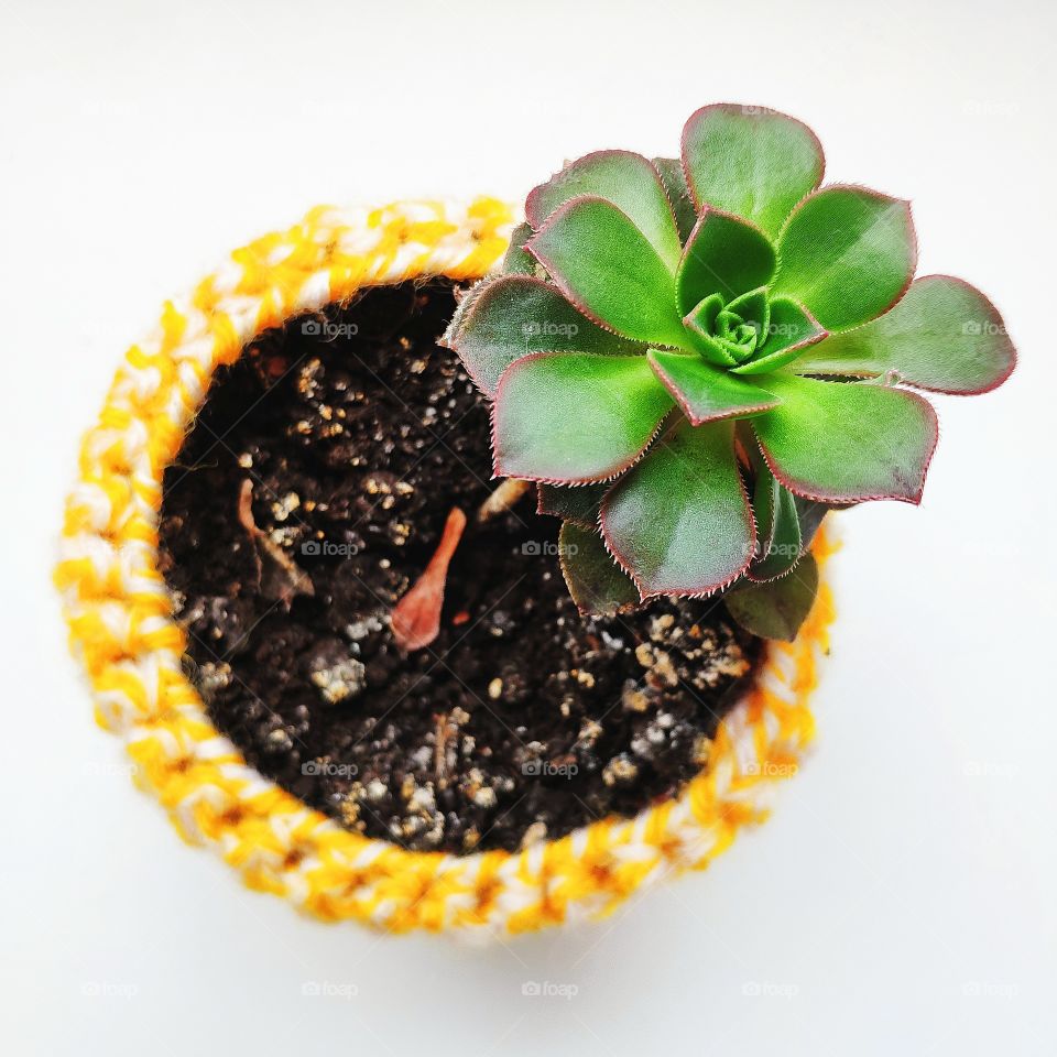 flowerpot in the yellow pot